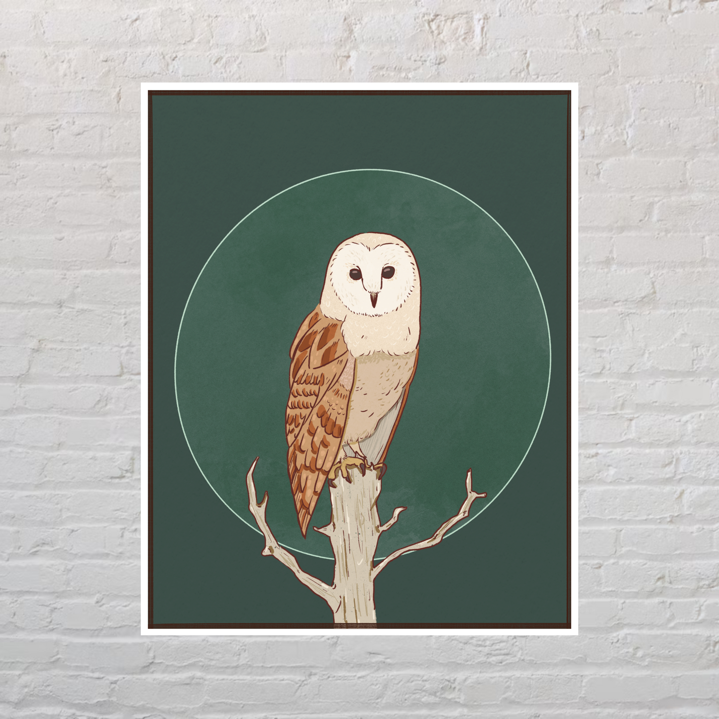 Barn Owl