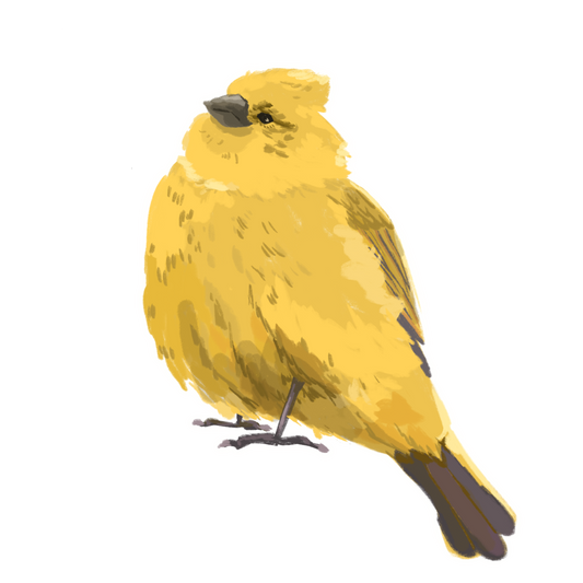 Yellow Bird